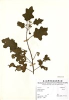 藏品(黃水茄)的圖片